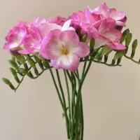 13. Pink Xiangxuelan 5 голов+2 сумки органические удобрения