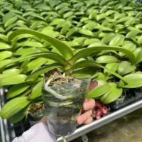 Phalaenopsis da miao --- Не приносите цветочный меч для доставки (цветение в этом году)