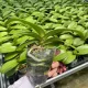 Phalaenopsis da miao --- Не приносите цветочный меч для доставки (цветение в этом году)
