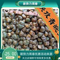 Thin Leather Crisp Snail Fishing Bait Fresh Hook Field Snail Beat Nest Stone Snail Wild Fishing Black Pit Reservoir Fishing Black Anwan Daqing Fish