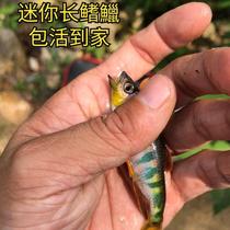 鱼缸客厅小型迷你长鳍鱲鱼桃花鱼原生鱼冷水鱼淡水鱼群游鱼可混养