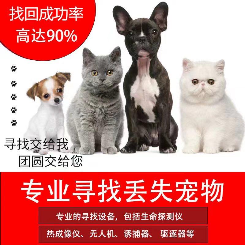 专业找猫团队：让你的喵星人不再迷路，找回专属温馨！