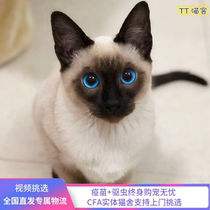 Siamese Кот Живые Звёзды Rocat Logic Cat Tai Cat Star Logic Kat Things Things Pets Kitty Cubb