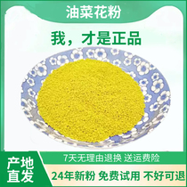 Qinghai rape pollen natural edible 2023 fresh bee pollen farm-produced prostate unbroken