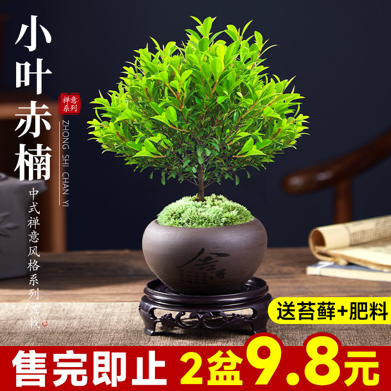 Small-leaf red nansai bonsai old pile plant office green plant potted  balcony easy to grow red sandalwood desktop golden nanmu