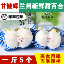 Gansu Lanzhou lily sulfur-free lily large fruit fresh edible sweet lily fresh lily non-dry new product 500g