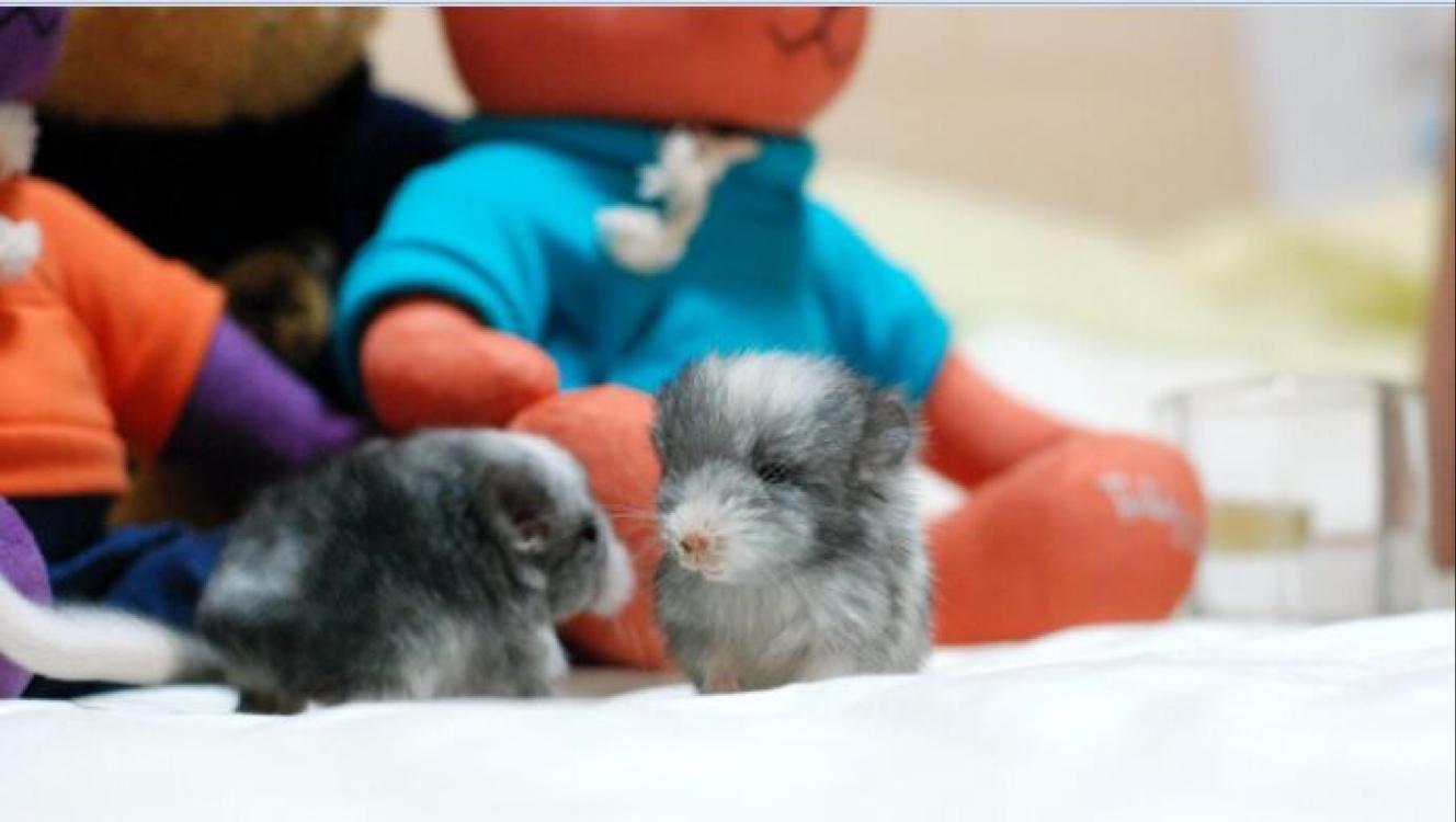 Angola with long dairy cow silver-zebra dragon cat MM (sold for record)