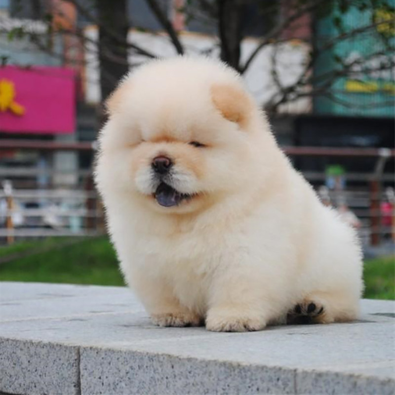 🐾寻找家庭新成员？松狮犬是你不二之选💖-狗狗-淘宝好物网