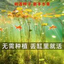 Fish tank water Grass plant real grass View plan Package negative oxygenation groveling Centipedes Dwarf Pearls LIVE SLOTH WATER BANYAN DULL wood