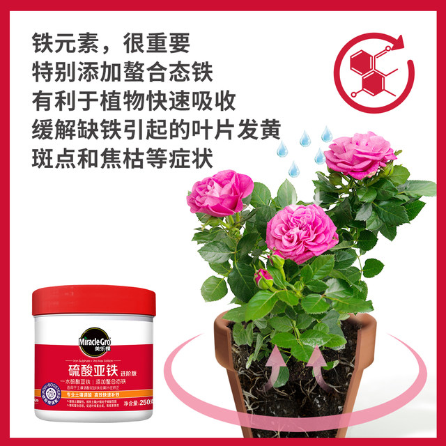 ຝຸ່ນ Merlot ferrous sulfate ດອກ bougainvillea gardenia ຊາດອກ osmanthus ອາຊິດ chelated ທາດເຫຼັກ ຝຸ່ນລະລາຍນ້ໍາພິເສດ