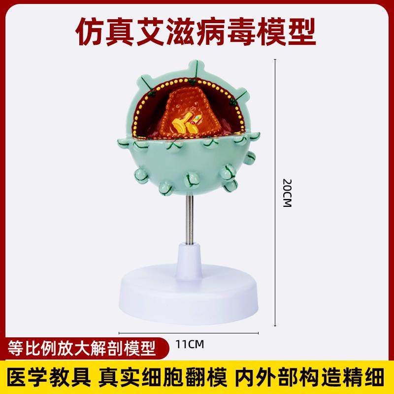 仿真艾滋病毒细胞结构放大解剖模型病毒病变演示医学科普讲解教具