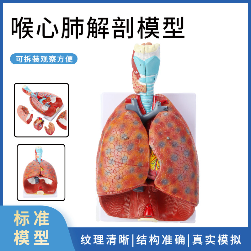 政河呼吸系统教学模型 自然大体解剖喉心肺医疗教育用展示模型