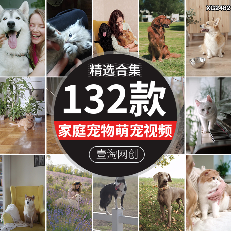 Cute Pet Cats, Dogs, Puppies, and Rabbits for Families - Vertical and Horizontal Screen Hd Real-Shot Video Clips