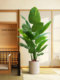 Bird of Paradise Artificial Green Plant, Luxury Indoor Large-Scale Realistic Potted Plant Decoration, Living Room Decor, Floor-Standing Fake Flower Tree