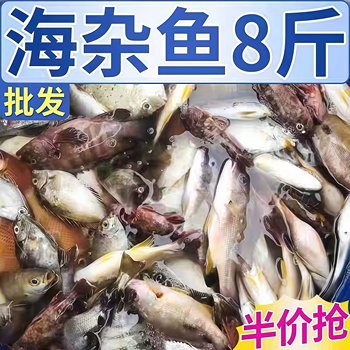 Fresh sea fish seafood fish deep sea fish barracuda