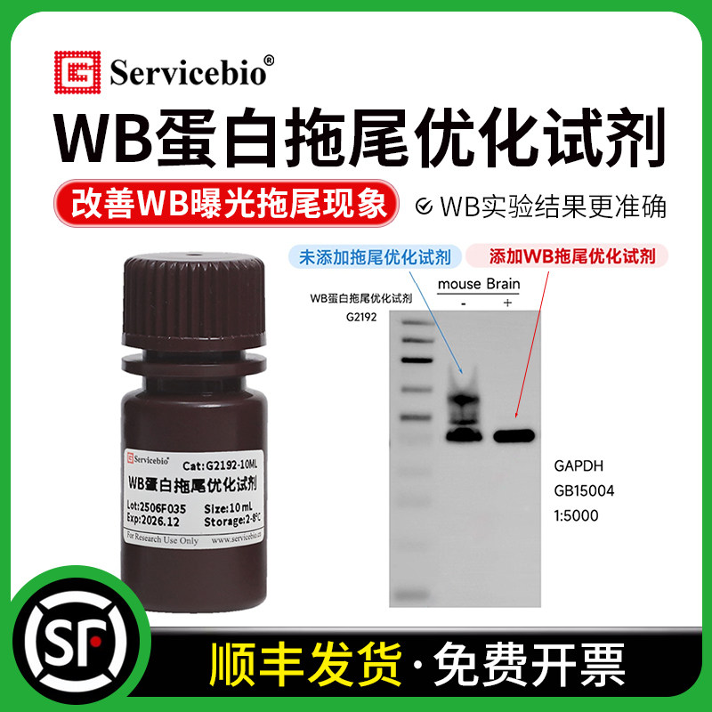 赛维尔 WB蛋白拖尾优化试剂 改善组织样本WB曝光后条带拖尾现象