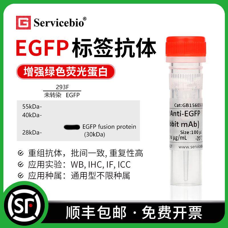 EGFP 标签抗体 Anti-EGFP antibody 绿色荧光蛋白重组小鼠 兔mAb