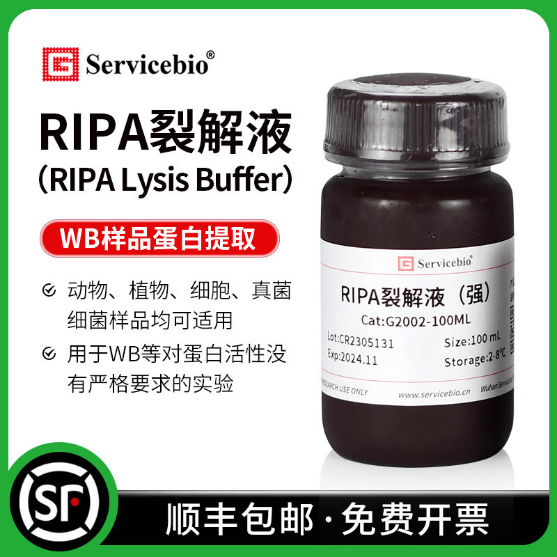 赛维尔 RIPA裂解液 强/弱 细胞/组织快速裂解 PAGE/WB 提取蛋白