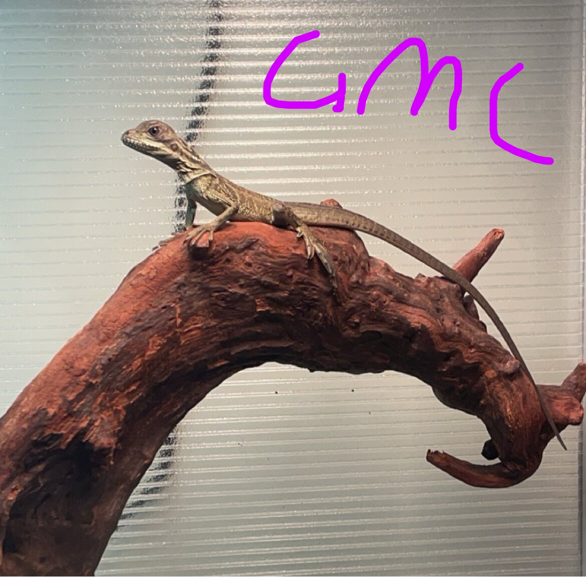 GMC爬宠的LOGO