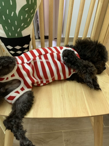 Новый домашний животный борьба с собаками борьба с собаками осень и зимний паттер