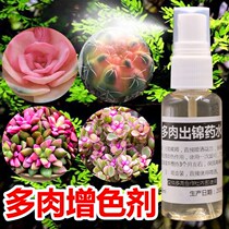 Multi-meat color color color color color color of gold branch of jade color color fertilizer polygous cactus ball to chakyll fat general fertilizer