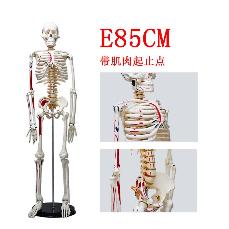 Rotating bronze medicine column of bronze man medicine by Removable Yoga Human Skeleton Model of Chinese Medical Skeleton