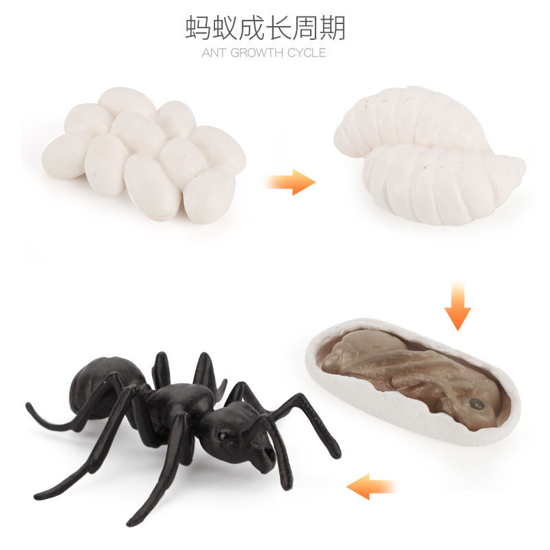 Игрушки-животные 新款仿真实心海龟青蛙蜗牛小鸡动物成长周期幼儿园蒙氏教具模型摆 OTHER