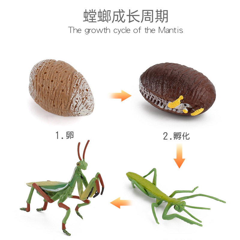 Игрушки-животные 新款仿真实心海龟青蛙蜗牛小鸡动物成长周期幼儿园蒙氏教具模型摆 OTHER