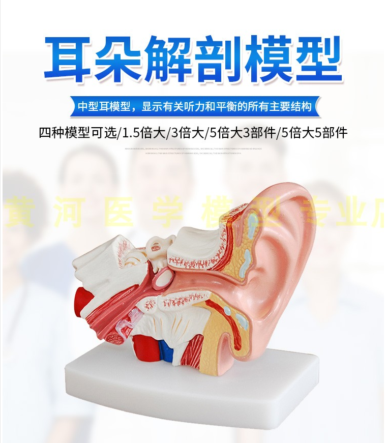 耳解剖模型外中内耳部听觉系统器官耳朵构造教学医学耳模型桌上型
