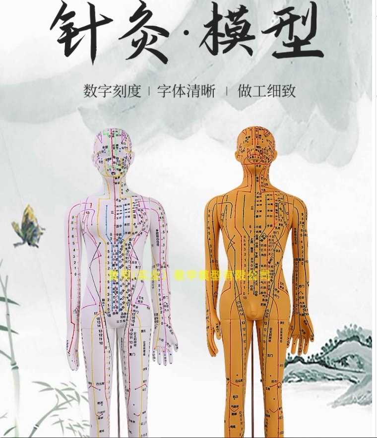 彩色针灸穴位人体模型60CM经络穴位模特图全身中医十二扎针小皮人