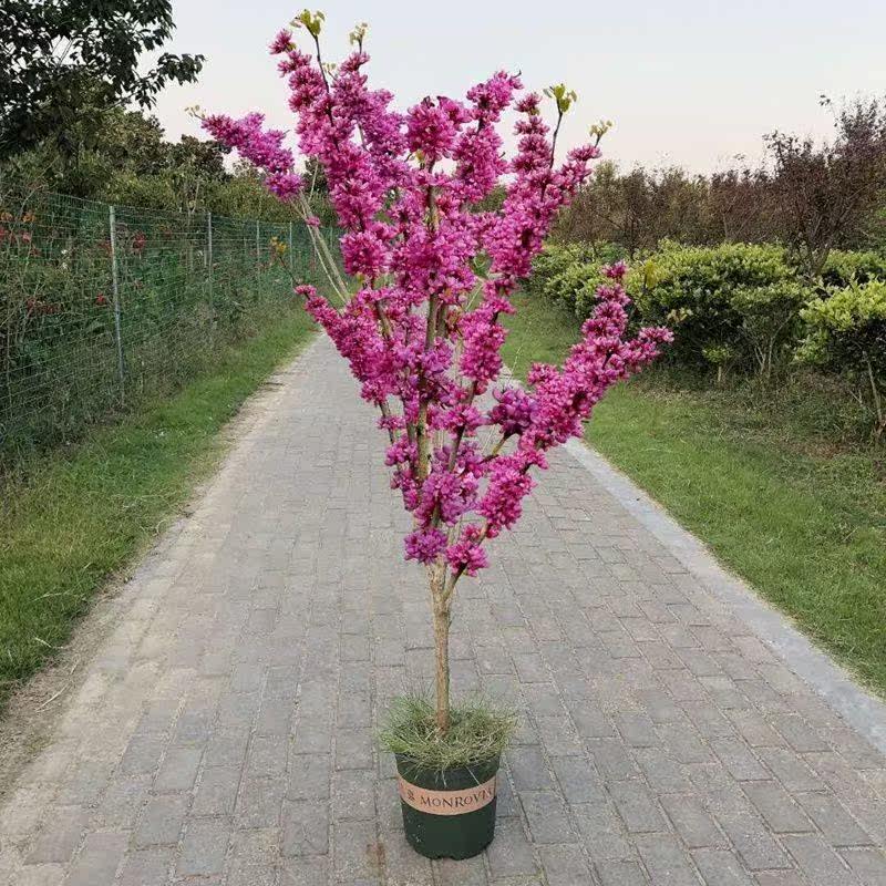 Bauhinia Flower Tree Miao Residence Small Yard Name Expensive Plant PLY Greenery When Purple Green Flowers Flowers Year Bloom Purple Green Plant Big