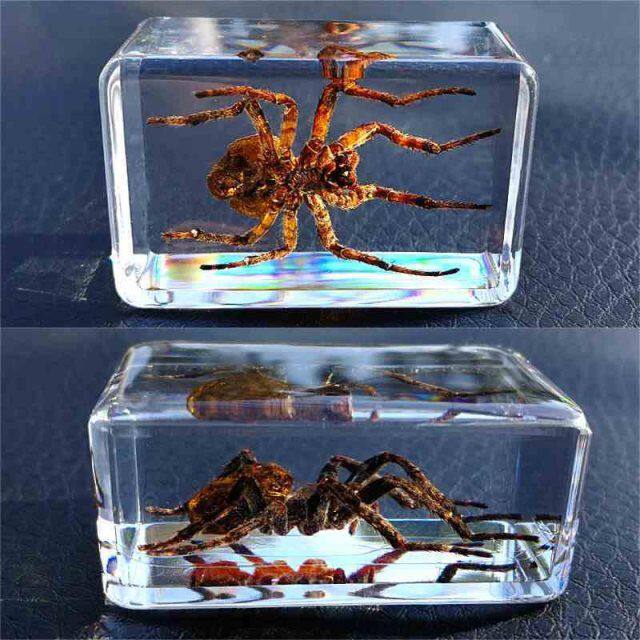 Animal Specimen Real Insect Specimen Making Tool Display Case Beetle Specimen Pendulum Rare transparent resin