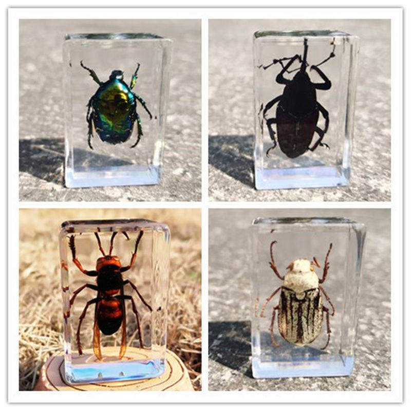 Animal Specimen Real Insect Specimen Making Tool Display Case Beetle Specimen Pendulum Rare transparent resin