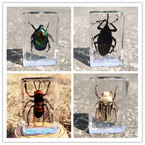 Animal Specimen Real Insect Specimen Making Tool Display Case Beetle Specimen Pendulum Rare transparent resin