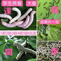 Silkworm baby 1 age -5 Ling students Breeding Silkworm Suit Golden Silk Silkworm Baby Living Spring Silkworm silkworm with fresh mulberry leaves
