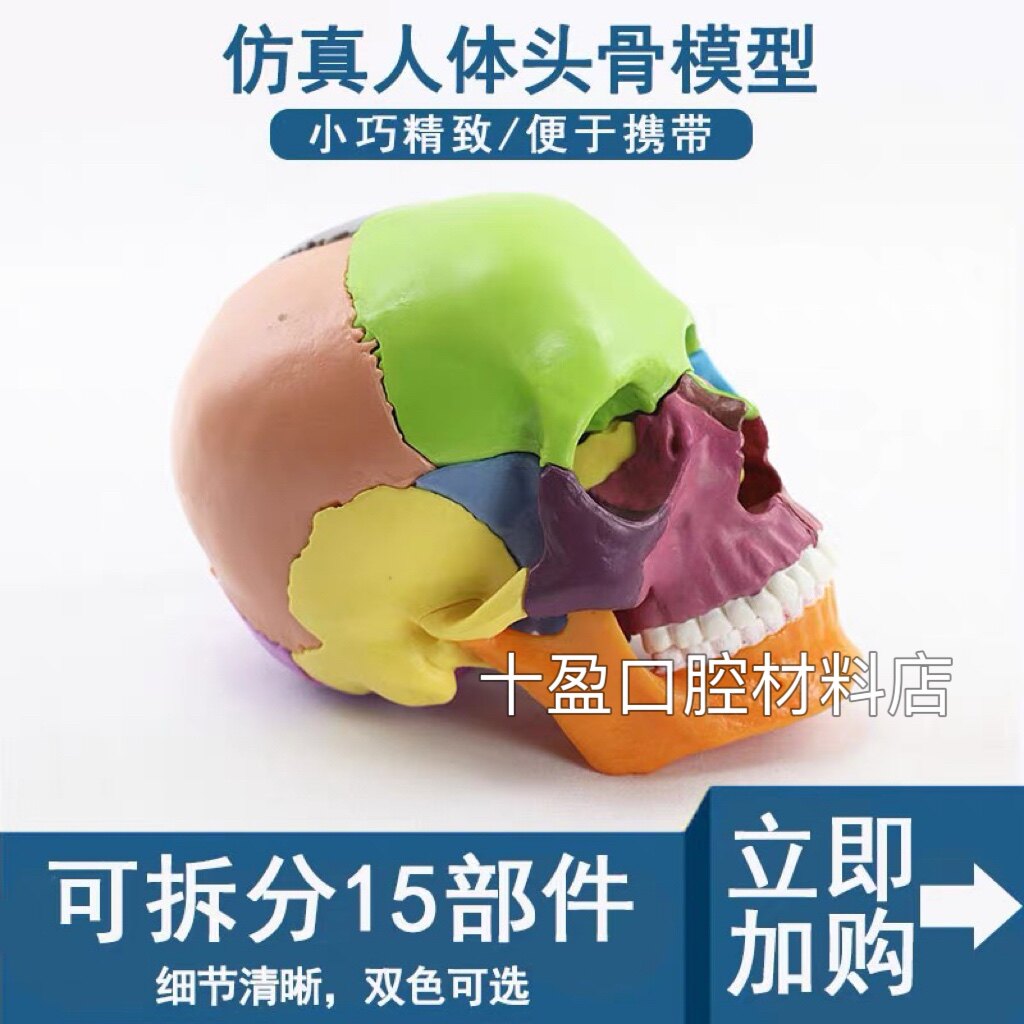 医学可拆分卸15部件1:2人体彩色头骨模型头颅骷髅头艺用医用口腔