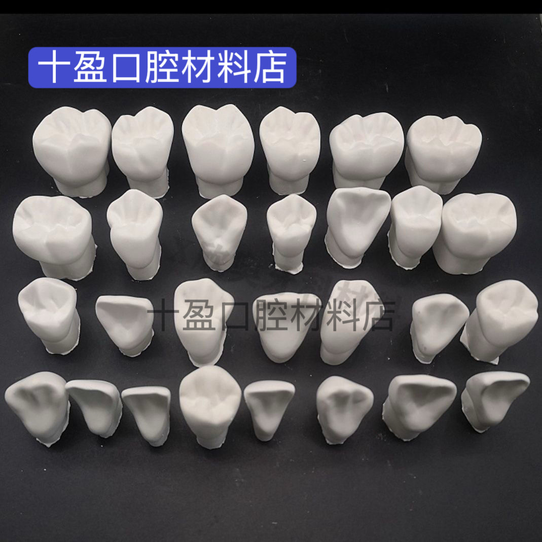 石膏牙齿模型3倍离体恒牙体解刨 雕牙指导 制备窝洞牙冠4倍石膏牙