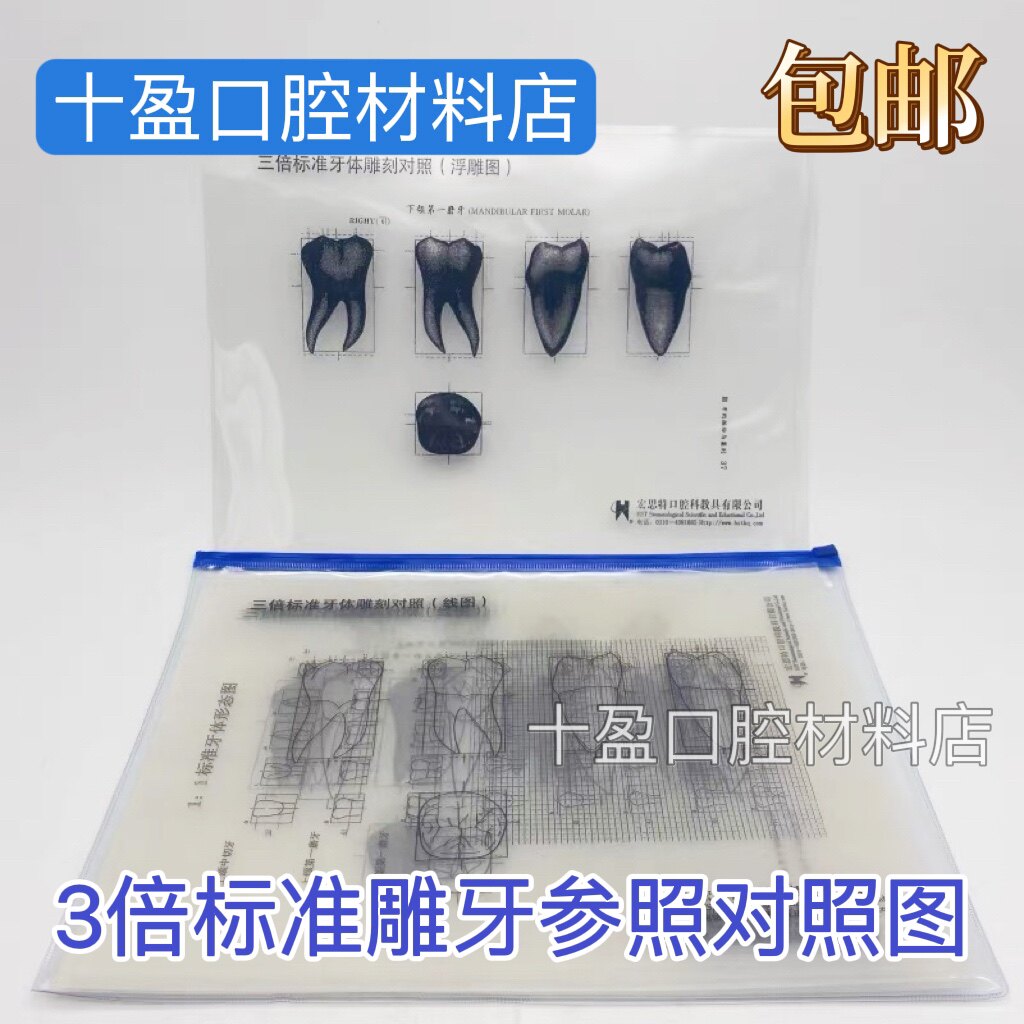牙科口腔教学三倍标准牙体雕刻对照透明图牙体浮雕图线图11张包邮
