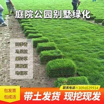 Real turf lawn with soil courtyard villa green plants Manila four-season green green grass lawn green plants