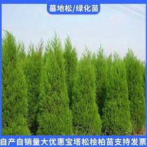 Arborvitae saplings large seedlings hinoki cypress cypress cypress saplings cypress saplings arborvitae saplings cemetery courtyard cypress