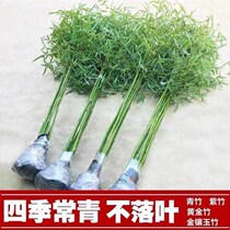 Solid bamboo seedlings courtyard plants evergreen bamboo purple bamboo seedlings Luohan bamboo bamboo northern cold-tolerant large-scale planting