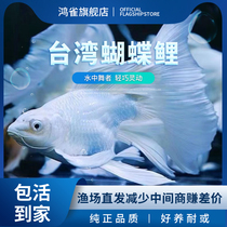 Royal plaster white Taiwan butterfly carp boutique competition-grade sphere short body large fin long tail koi cold water ornamental fry