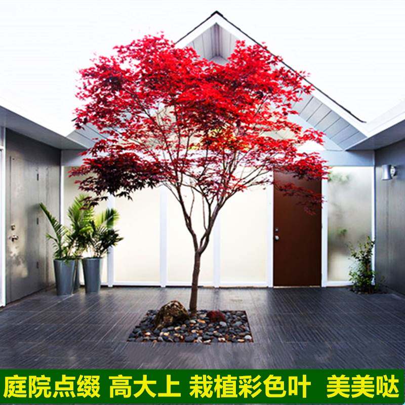 日本红舞姬红枫树苗为何成为盆栽爱好者的宠儿?它适合中国哪些地区种植?-水草-淘宝好物网