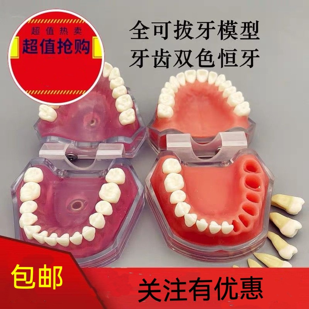 牙科备牙贴面麻醉拔牙模型全口牙模型可拆卸双色仿真离体牙粒模型