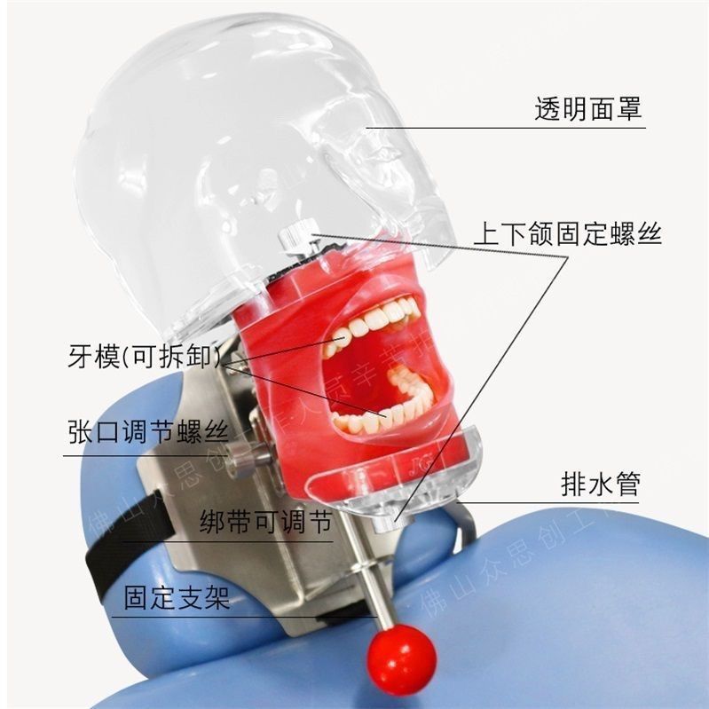 牙科口腔正畸牙模型教学假牙蜡堤练习弓丝弯制牙齿矫正牙粒正品