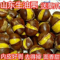 small chestnut oil chestnut raw fresh chestnut Shandong Yimeng Mountain chestnut raw chestnut wild chestnut