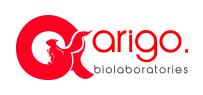 arigo 抗外皮蛋白抗体 anti-Involucrin antibody [SY5] 100ul