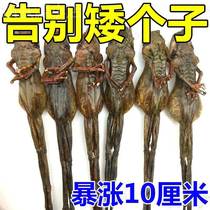 (Farewell to short people) Short people grow taller childrens growth patch healthy growth patch adult heightening foot patch XW