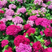 五彩石竹1000粒+肥 【买2送1】