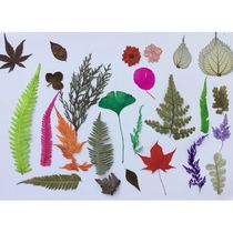 Manual Live Collage of Painted Material Leaves Collage from Sticky Tree Leaf Painting Autumn Real Leaves material Package plant specimens